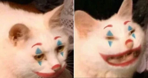 animal mammal small to medium-sized cats