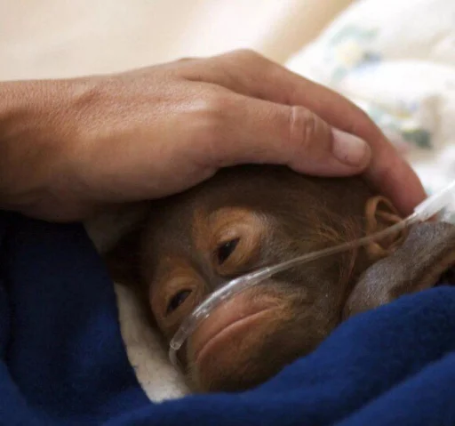 person indoor animal