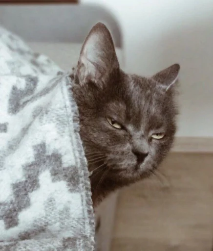 cat animal small to medium-sized cats