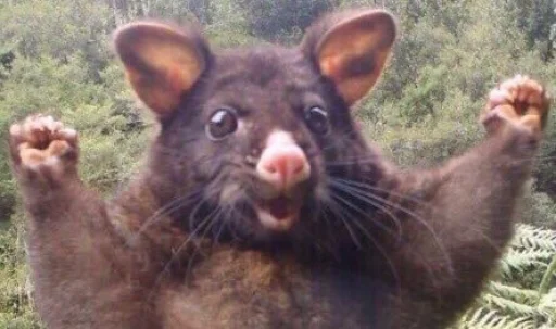 animal mammal outdoor