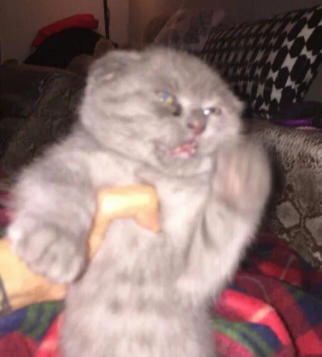 indoor mammal animal