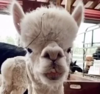 Sticker Больше стиков тут: @stikery4 - 10