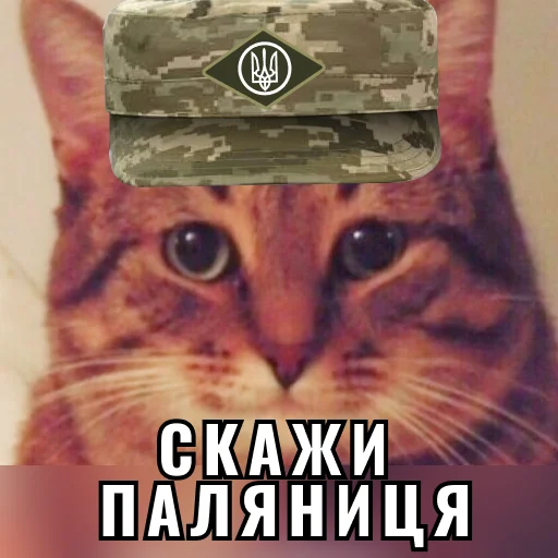 Sticker Кіт ЗСУ - 9