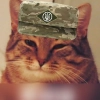 Кіт ЗСУ - 