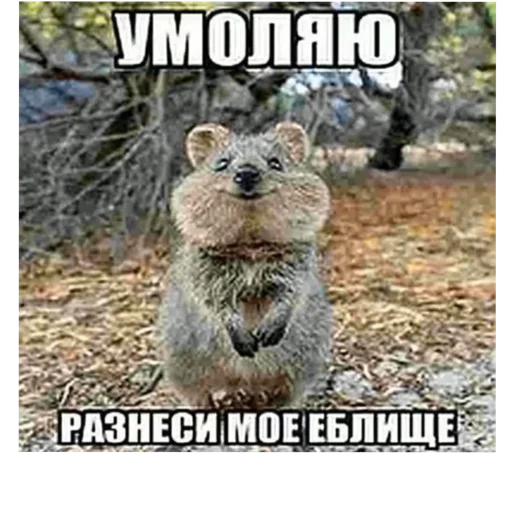 Sticker пидорасы хуесосы - 8