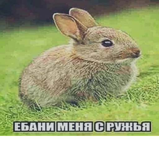 Sticker пидорасы хуесосы - 7