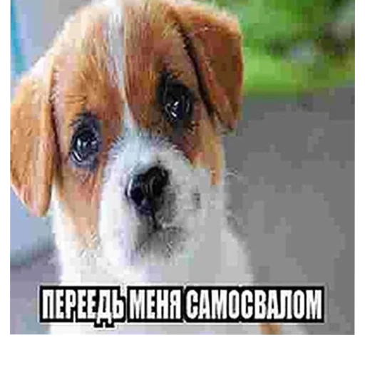 Sticker пидорасы хуесосы - 0