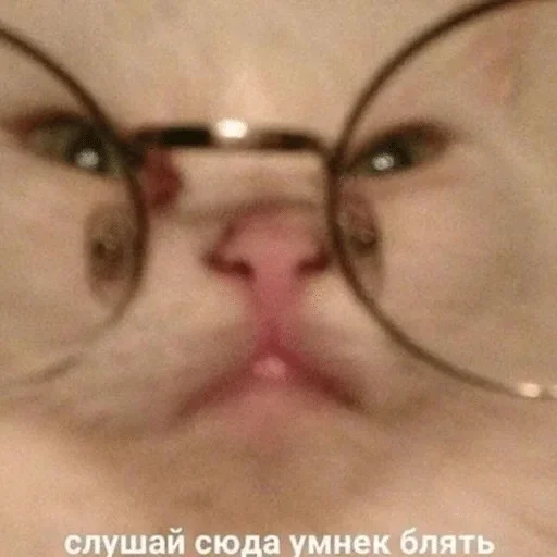 Sticker Зверьё :: @fStikBot - 1