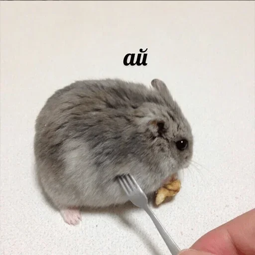 Sticker Зверьё :: @fStikBot - 0