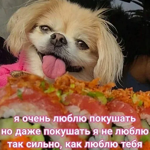 собака домашнее животное животное