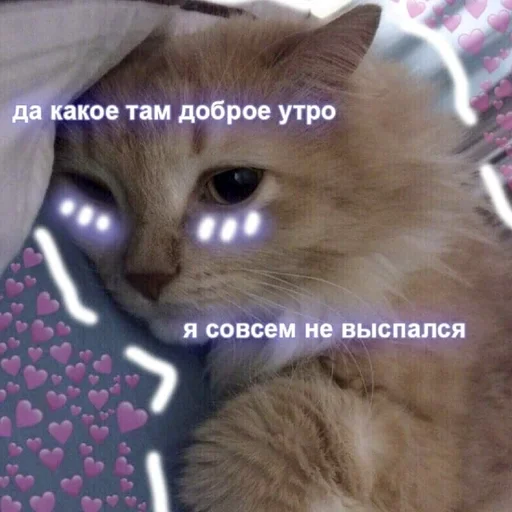 кошка животное кошки малого и среднего размера