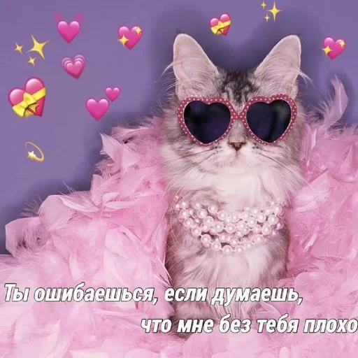 кошка солнечные очки животное