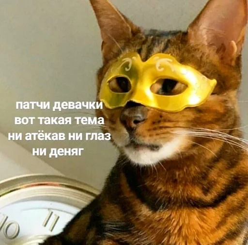 кошки малого и среднего размера домашняя кошка кошка