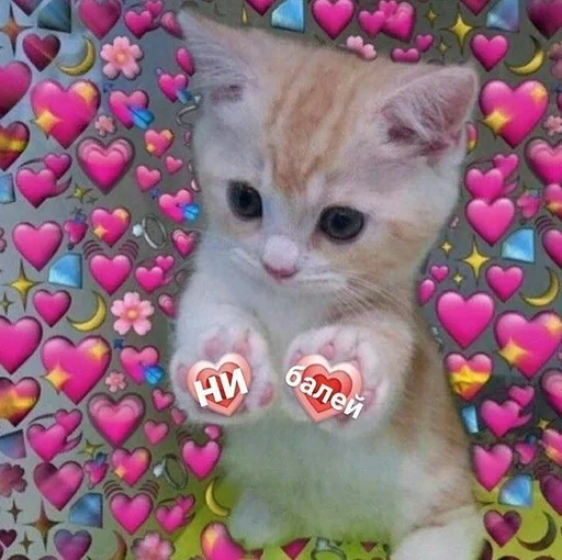 кошки малого и среднего размера кошачьи домашняя кошка