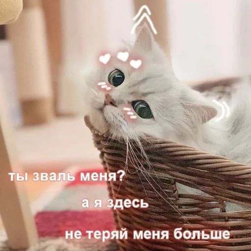 кошки малого и среднего размера кошачьи млекопитающее