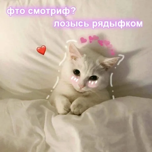 животное кошки малого и среднего размера кошка