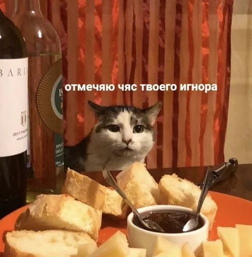 кошка комнатный кошки малого и среднего размера