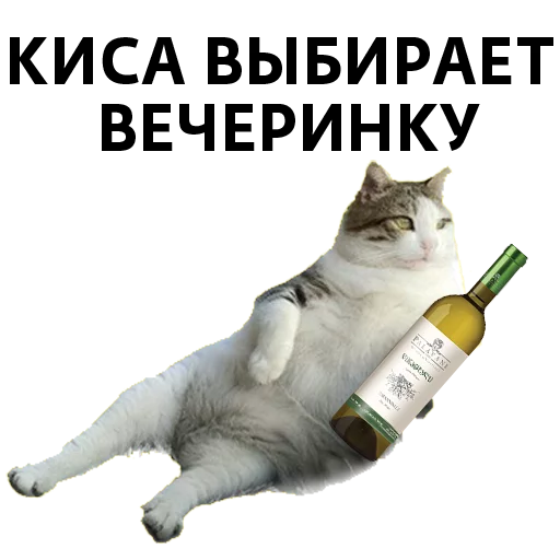 cat bottle felidae