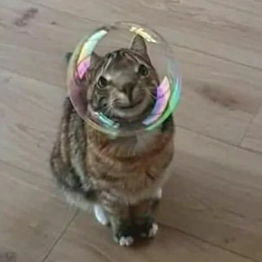 animal cat bubble