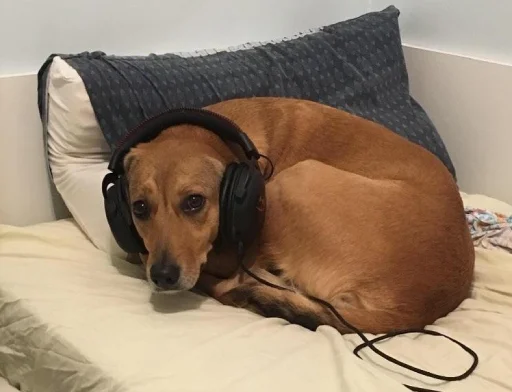 animal indoor dog breed