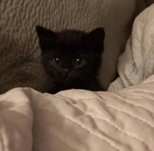 Sticker zwlVBEH_by_achestickbot - 1