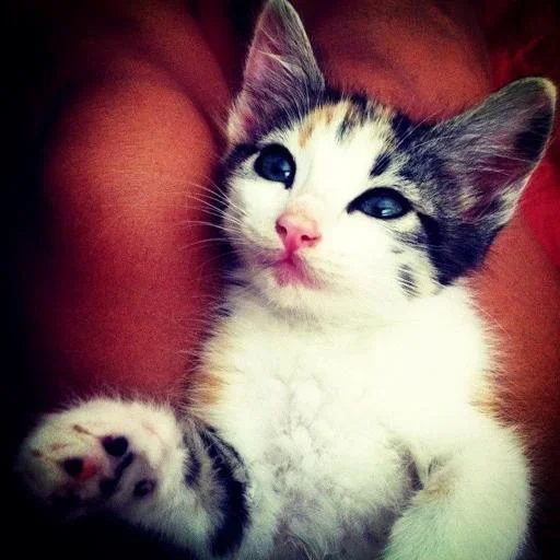 Sticker zwlVBEH_by_achestickbot - 1