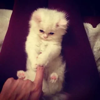 Sticker Больше стиков тут: @stikery4 - 8