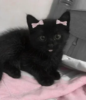 Sticker Больше стиков тут: @stikery4 - 4