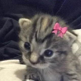 Sticker Больше стиков тут: @stikery4 - 2