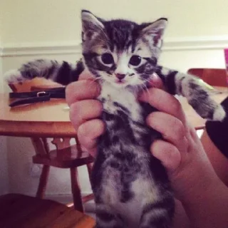 Sticker Больше стиков тут: @stikery4 - 6