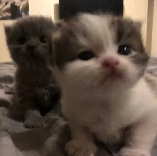 Sticker Больше стиков тут: @stikery4 - 9