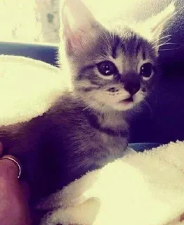 Sticker Больше стиков тут: @stikery4 - 0