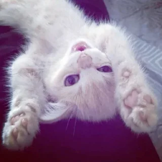 Sticker Больше стиков тут: @stikery4 - 1