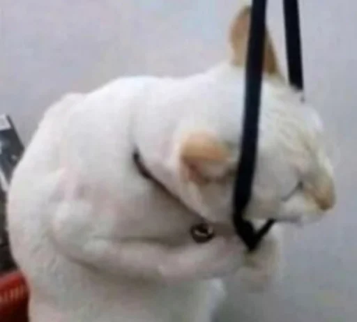 животное млекопитающее комнатный