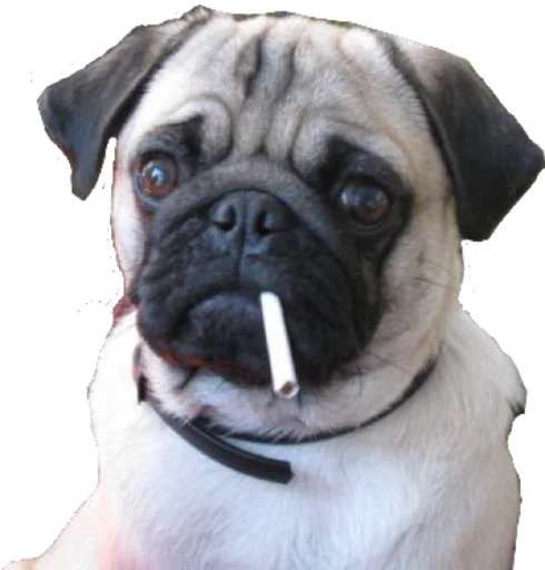 животное млекопитающее порода собак