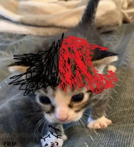 animal small to medium-sized cats mammal