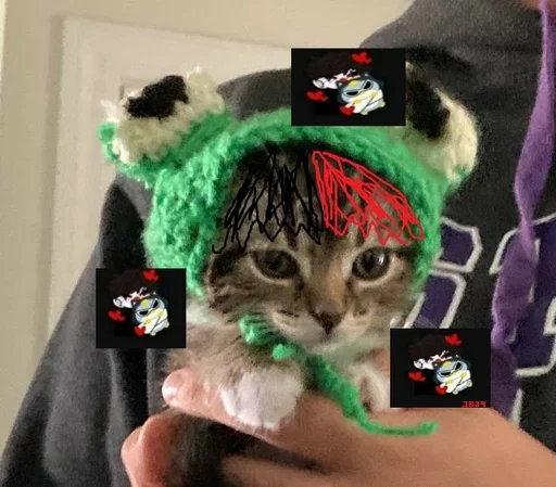 animal indoor small to medium-sized cats