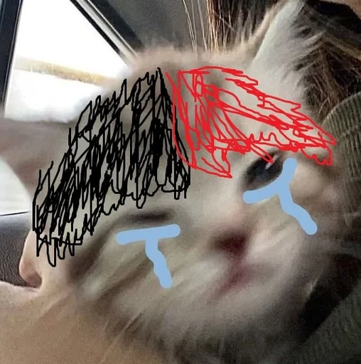 кошка кошки малого и среднего размера кошачьи