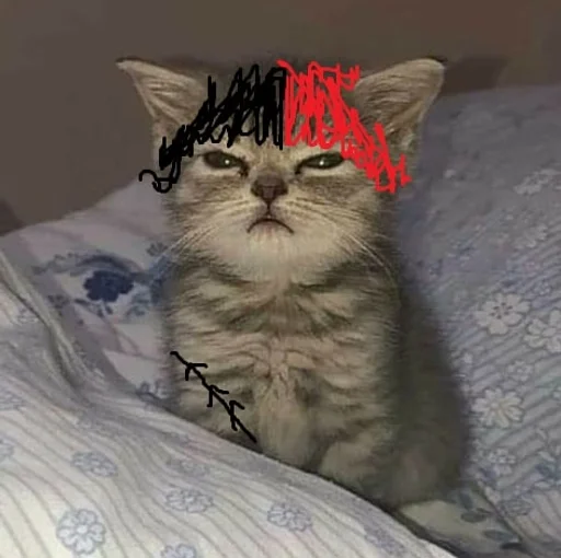 cat domestic cat animal