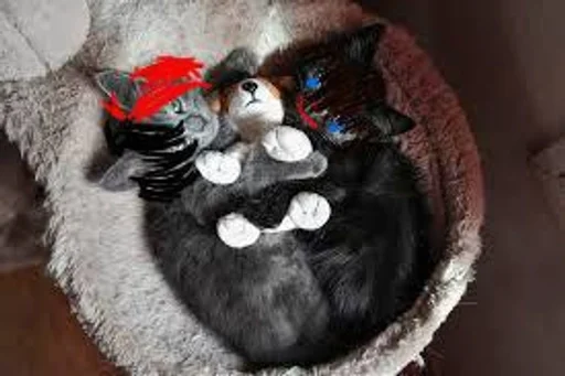 animal mammal indoor