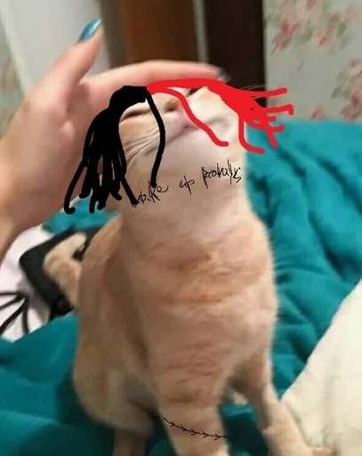 indoor cat domestic cat