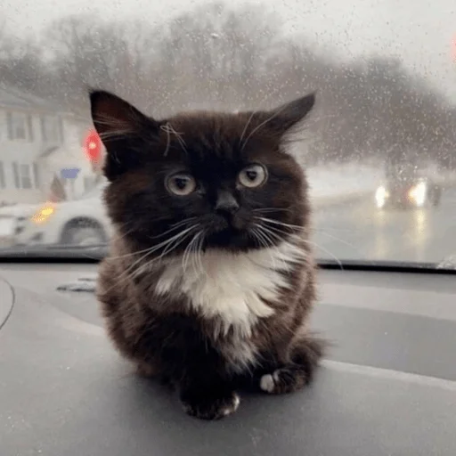 Стикер zxc - 11