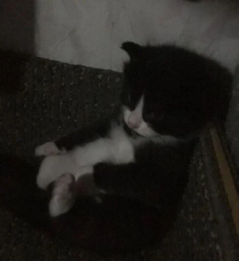 млекопитающее животное кошки малого и среднего размера