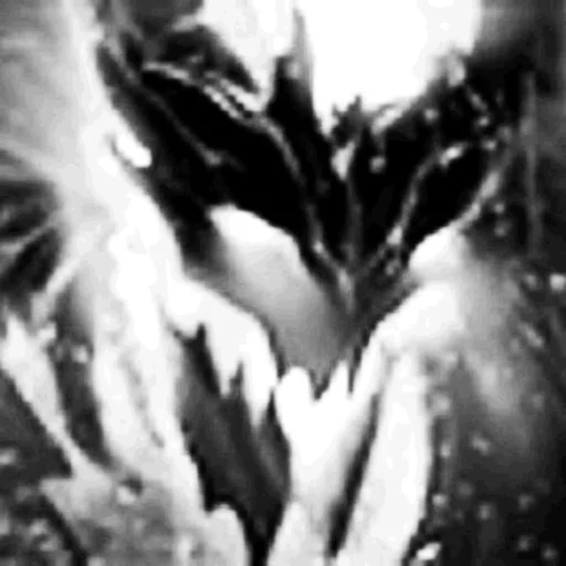 монохромная фотография черно-белый монохромный