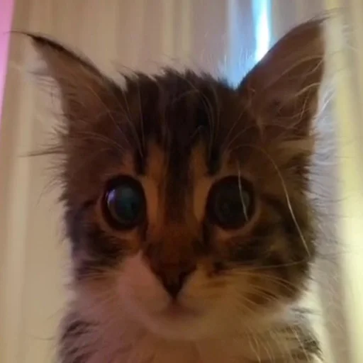 кошка домашняя кошка животное