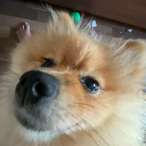 Моль-zxclegenda - 