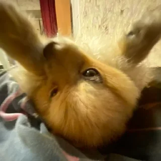 Стикер Моль-zxclegenda - 5