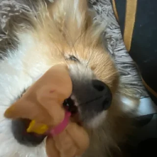 Стикер Моль-zxclegenda - 1