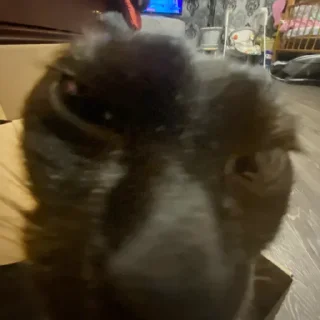 Стикер Моль-zxclegenda - 8