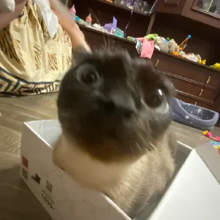 Стикер Моль-zxclegenda - 9